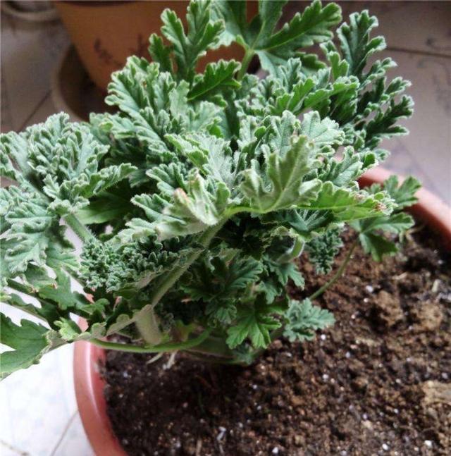 这种驱蚊草其实是天竺葵的一种,它也可以用枝条扦插繁殖出多盆来,就算