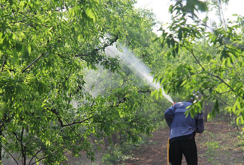 山东青岛逸农果园在种植果树时为什么要清园?看完才知道重要性!