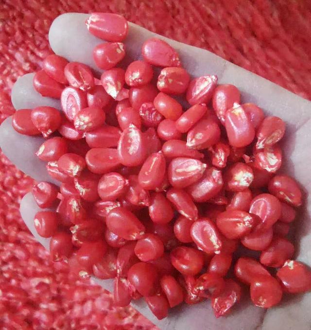 散装玉米种子比正品带包装种子价格便宜34倍为何不建议购买