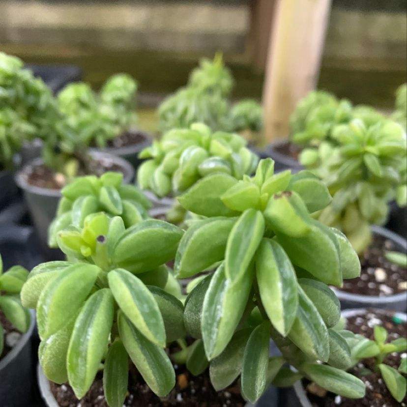 一种植物叫欢乐豆,模样像把大砍刀,阳台养棵真有趣!