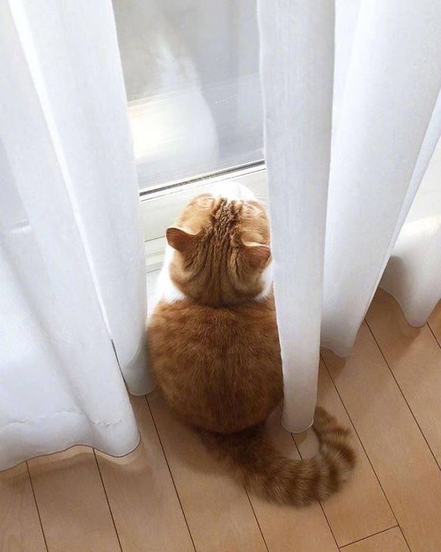 小橘猫留下惆怅背影他们说我会越长越肥让我静静