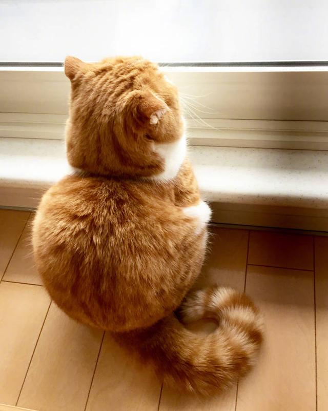 小橘猫留下惆怅背影他们说我会越长越肥让我静静