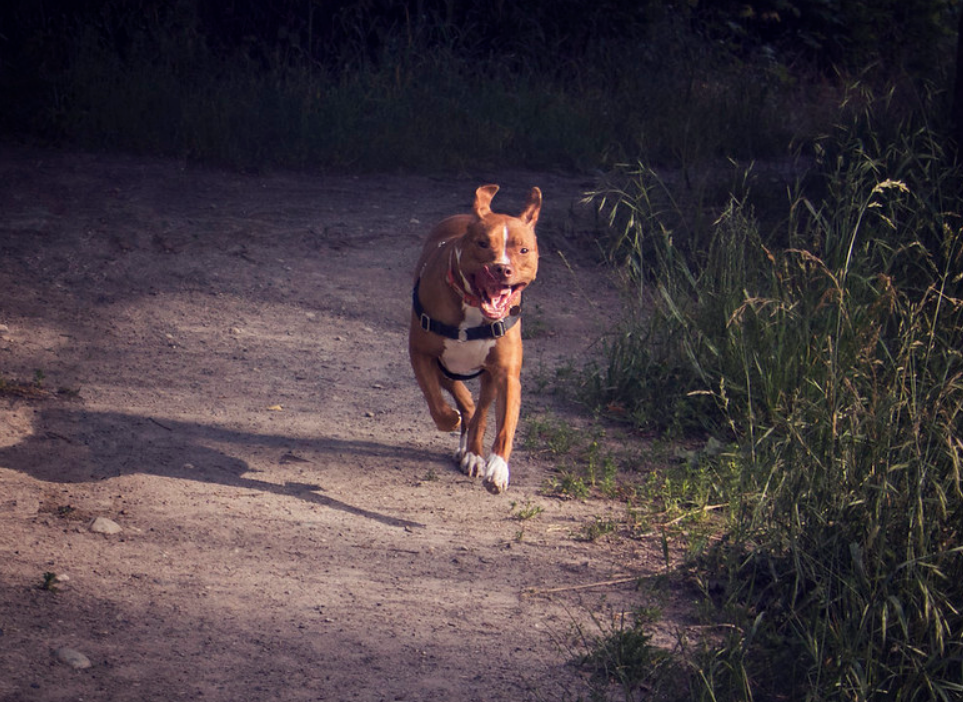 这7种狗狗,号称狗界中的"四疯三傻",你觉得它们配吗?