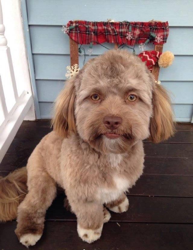 你见过这么像人的汪么?撞脸简直太可怕|狗狗|汪星|眼神_新浪新闻