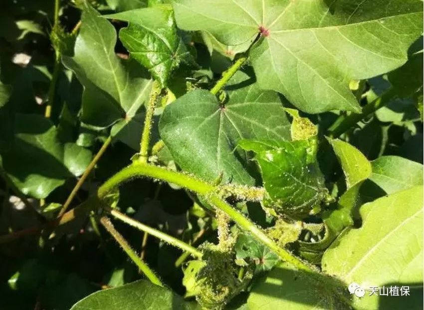 多异,方斑等),草蛉,蝽类(花蝽,猎蝽),蚜茧蜂,食蚜蝇等都是蚜虫的天敌