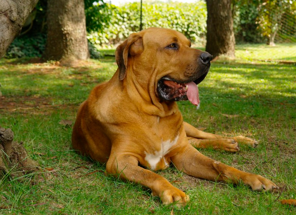 这7种狗狗,号称狗界中的"四疯三傻",你觉得它们配吗?