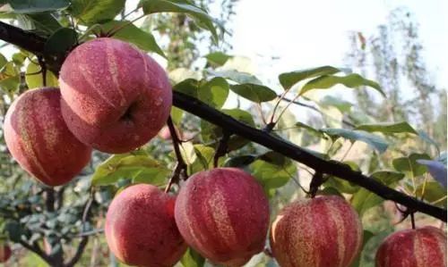 家里的荒地种上几颗此果,一颗产量高达150斤,来年多到吃不完!