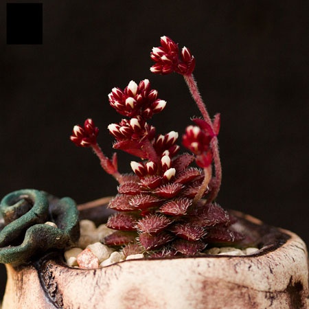 盆栽植物毛海星的养护方法