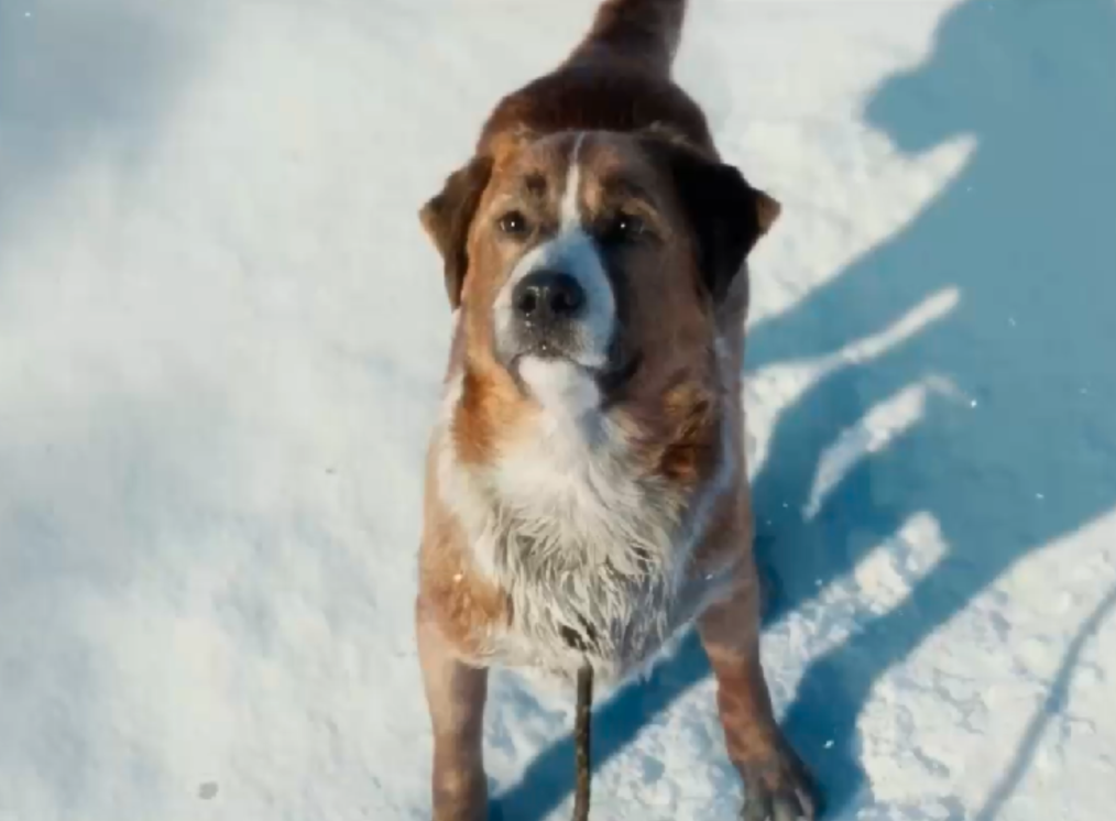 《野性的呼唤》电影版:肢解经典,徒留形似