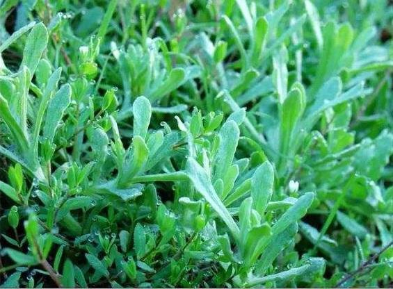 一种清明节才有的野菜,价值高能做成美食,名叫"清明菜"抢着要