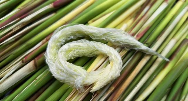 清明前后,这草是农村娃的"零食",剥开就能吃