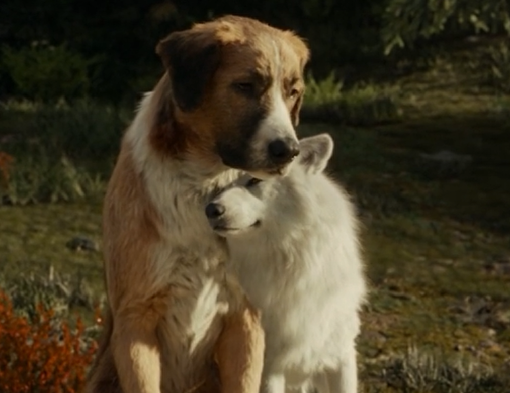 野性的呼唤电影版肢解经典徒留形似