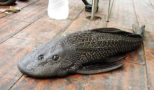 清道夫是甲鲶科下口鲶亚科的多辐翼甲鲶,有些地方也把它叫做壮妖龙,壮