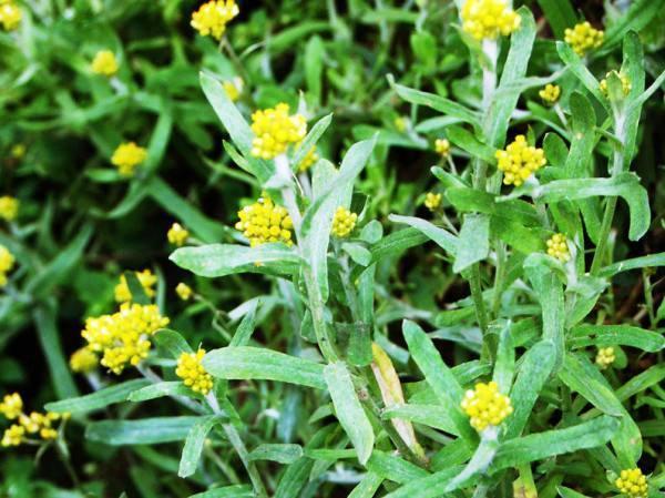 一种清明节才有的野菜,价值高能做成美食,名叫"清明菜"抢着要