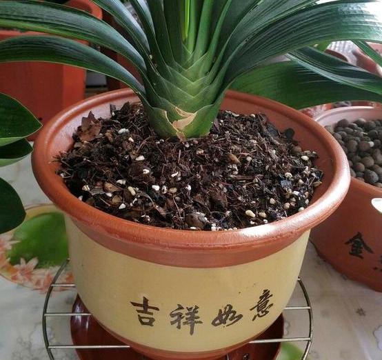 将它兑水浇到君子兰花盆里,叶片纹路越发清晰