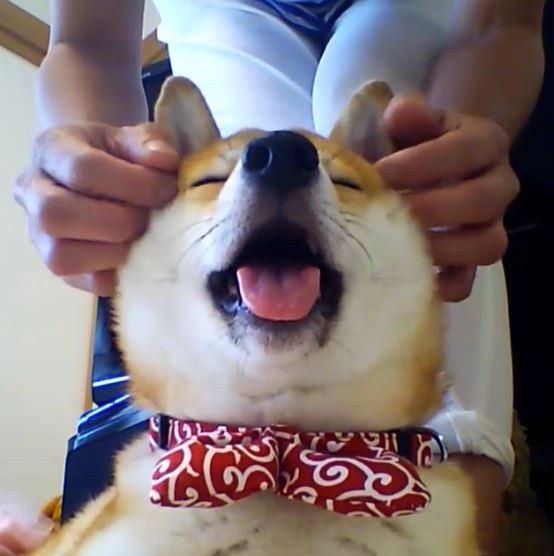 表情|被包|太阳穴_新浪新闻