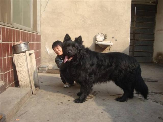 下司犬下司犬是本土的猛犬,也是我国唯一的世界级猎犬品种,被列为世界