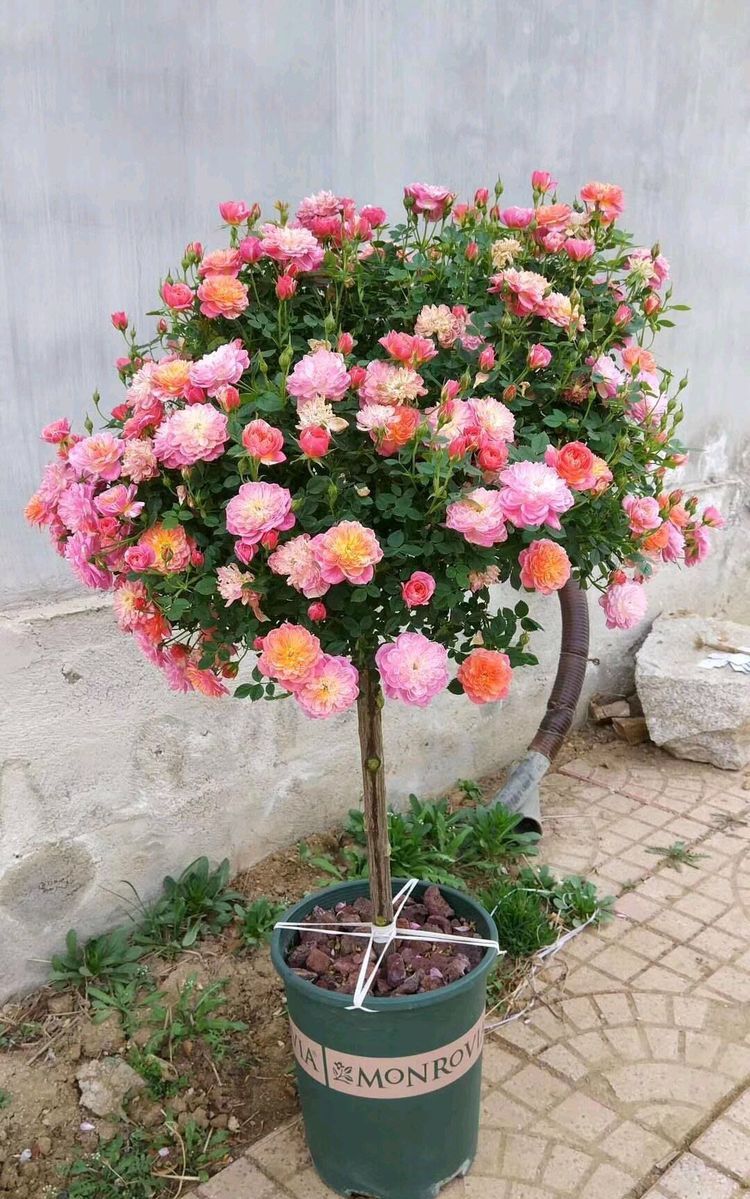 喜欢牡丹不如养精品月季罗曼尼詹森花开多色甚美