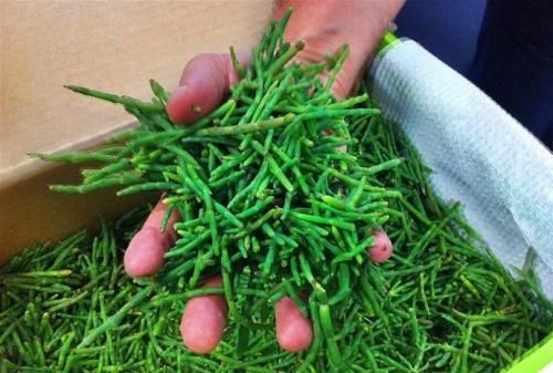 它含钙量是牛奶的5倍,老外把它当作高端菜,在我国却很少有人吃