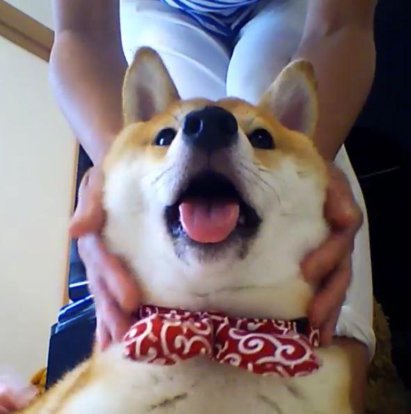 柴柴按摩肉肉脸颊超享受忍不住露出销魂表情超搞笑