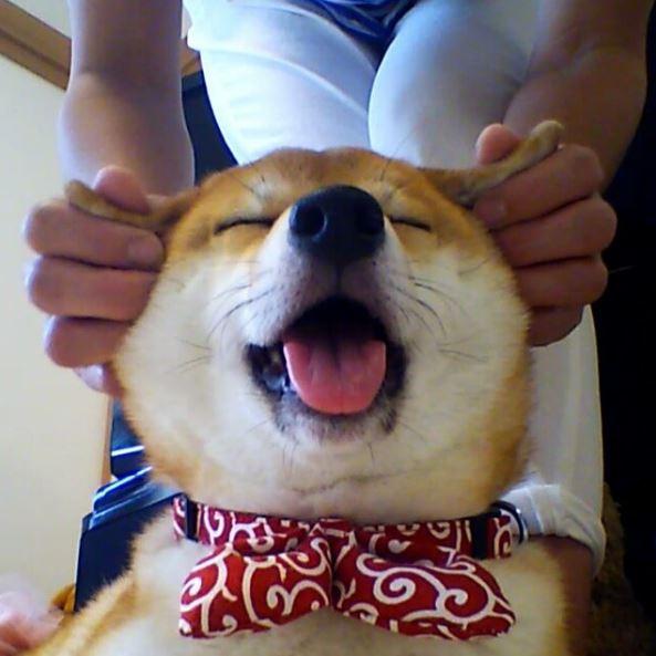 柴柴按摩肉肉脸颊超享受忍不住露出销魂表情超搞笑