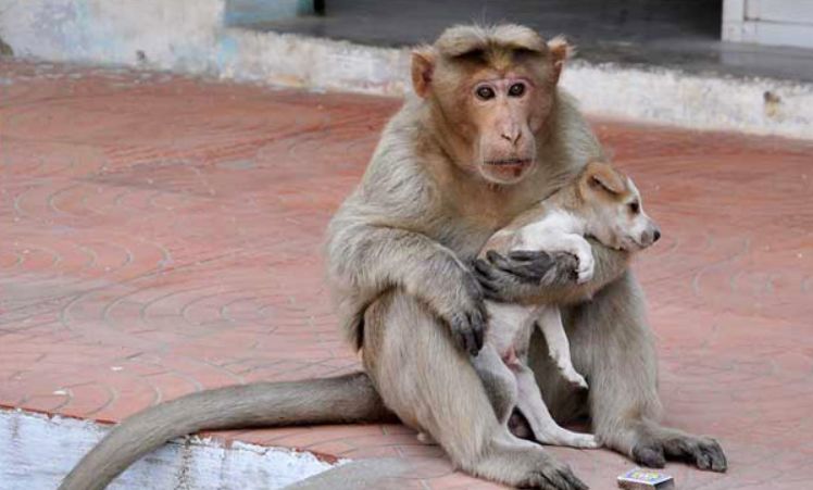 母猴因破坏庄稼不幸丧命,留下小猴被流浪狗背走,母子俩四处讨食
