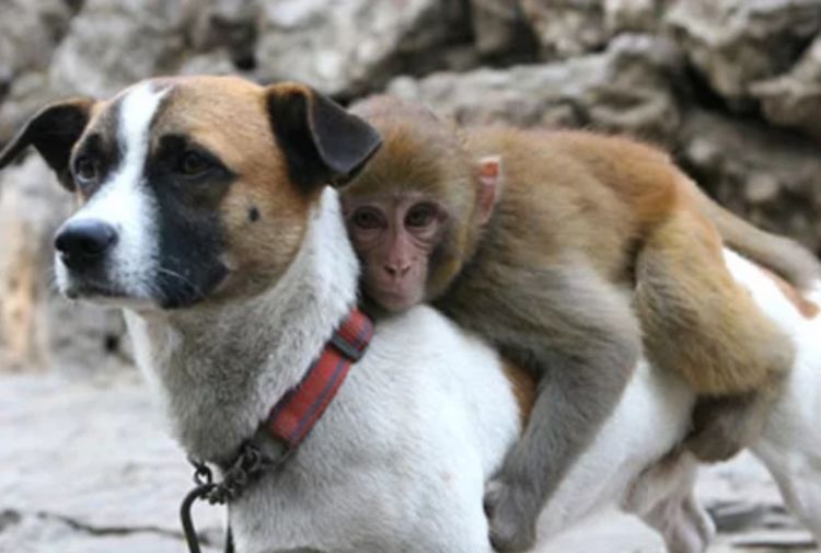 母猴因破坏庄稼不幸丧命,留下小猴被流浪狗背走,母子俩四处讨食