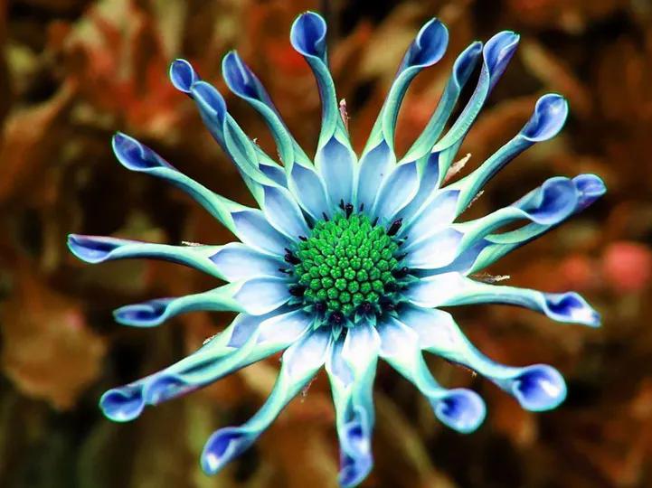 这些是世界上最奇怪的7种花,它们一个个长得像动物一样