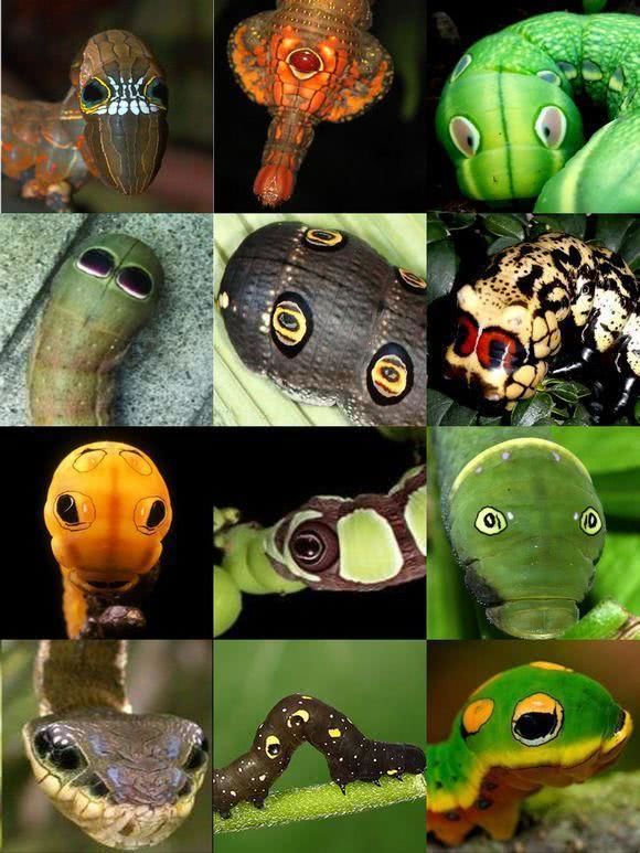 拟态毛毛虫我能模仿你的脸还能模仿你的眼睛