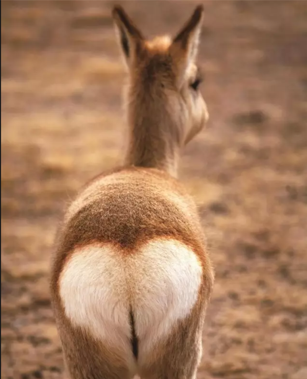 可可西里一白屁股动物身后挂一面镜子总被误认为是藏羚羊