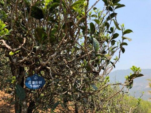 燕语茶业勇担社会责任 安全复工保障茶农茶商收益