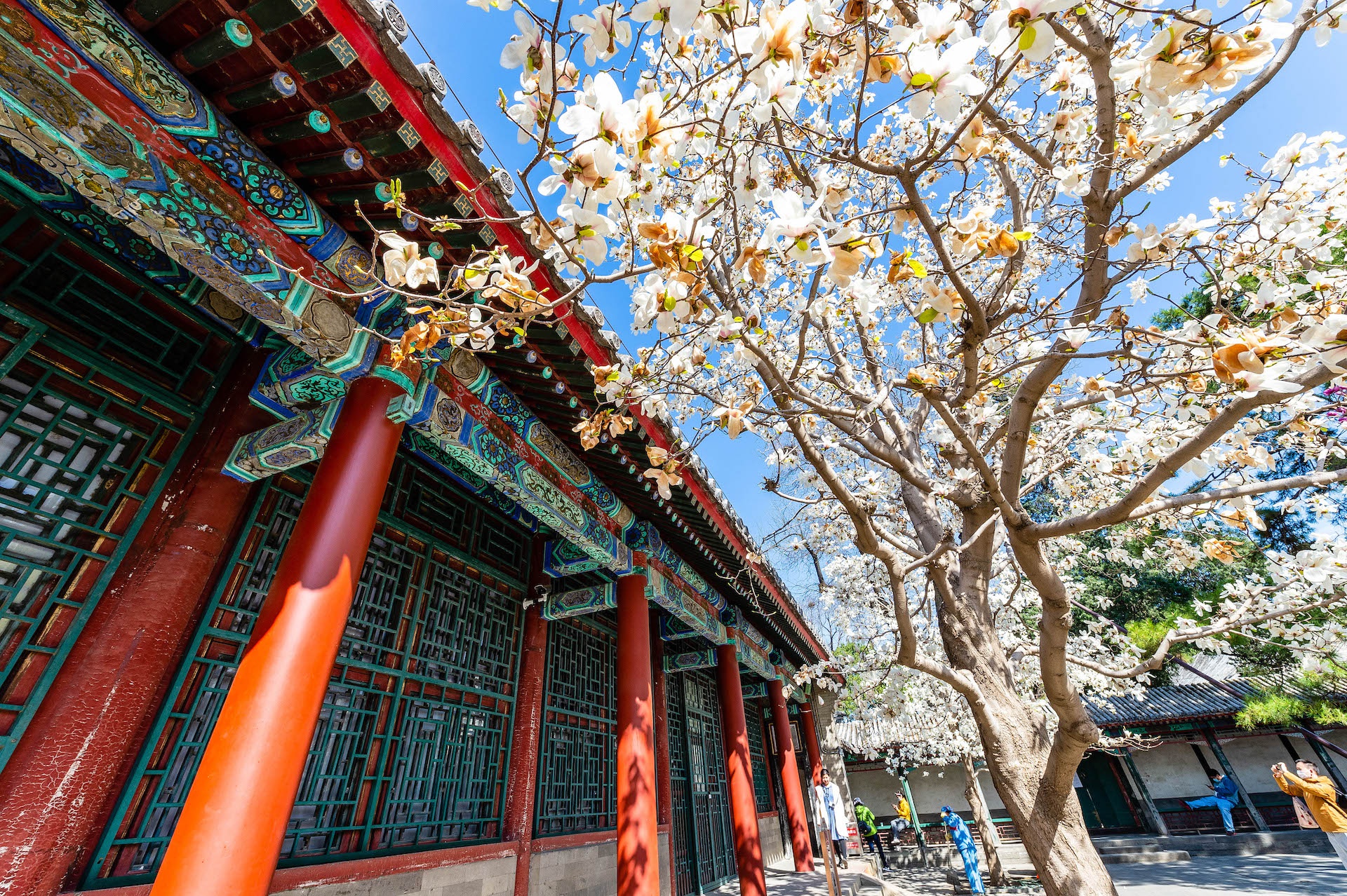 北京赏花好去处,花了2500万两白银才建成的皇家园林,门票20元