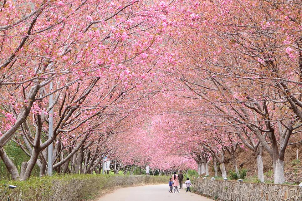 昭通渔洞樱花全开啦!