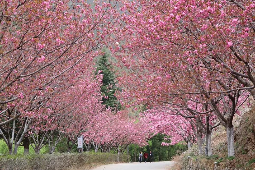 昭通渔洞樱花全开啦!