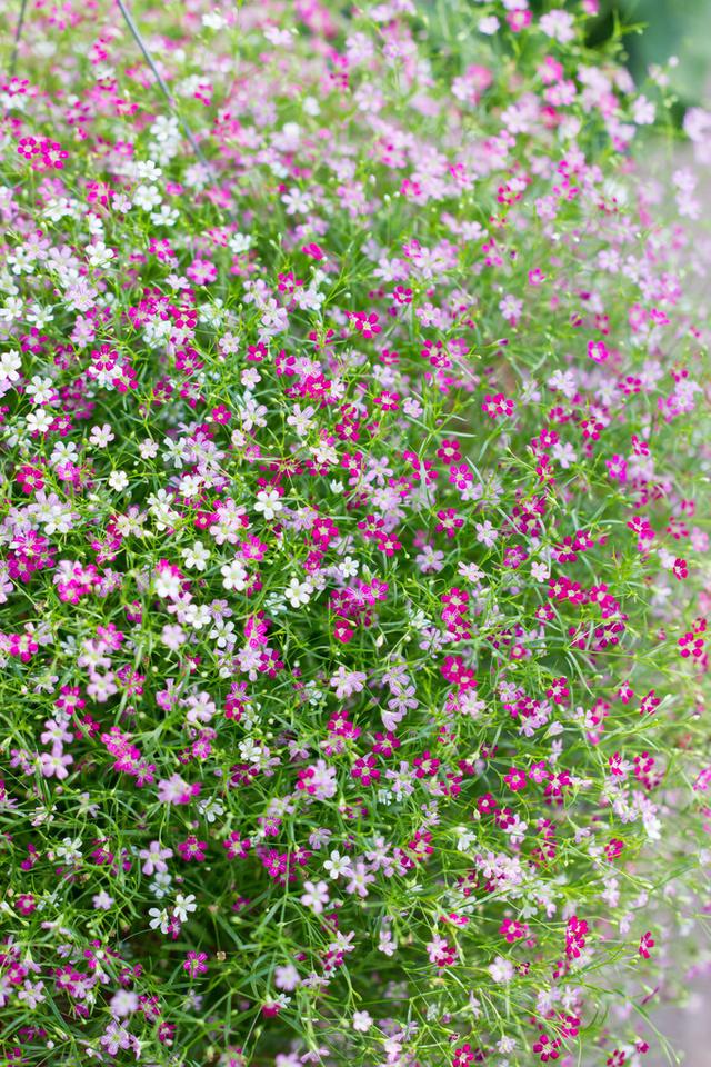 这样养护的满天星小花开放不断犹如繁星点点朦胧迷人