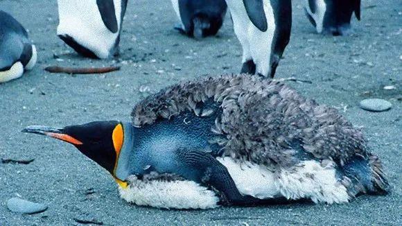 曾经丑小鹅,历经磨难蜕变成多彩萌物,小企鹅的进化之路堪比整容