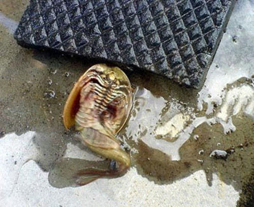 男子在废井打捞上来的不明物体,众人研究一番不知道其来历!