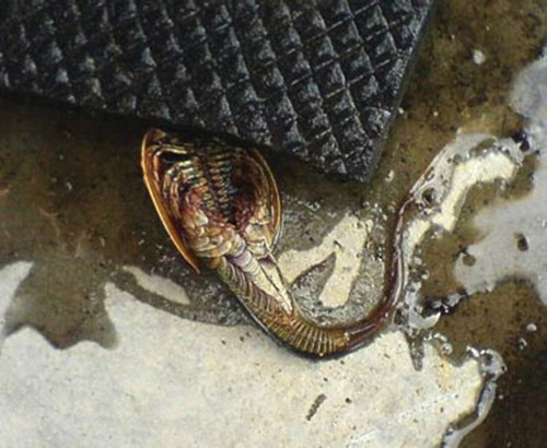 男子在废井打捞上来的不明物体,众人研究一番不知道其来历!