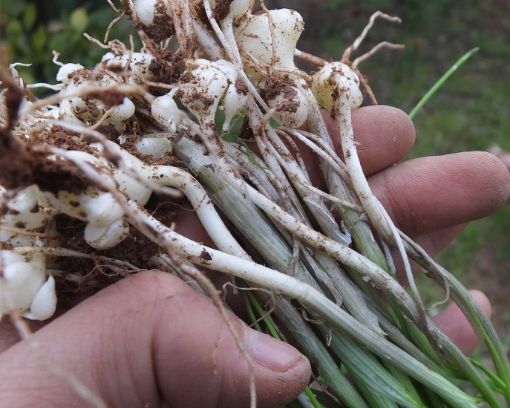 这几种野菜,可入药清热利尿,夏季食用最合适!