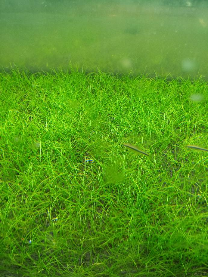牛毛草是播种型的水草,也是最受欢迎的,数量非常多,种在鱼缸里,整个