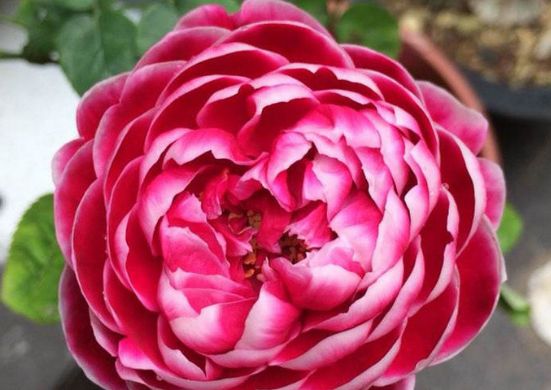 新手养花,不如养盆花中精品"玛丽玫瑰",妖艳十足,载誉无数