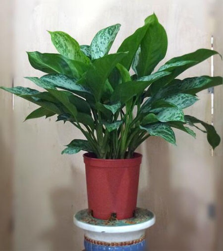 盆栽植物绿钻怎么养护?