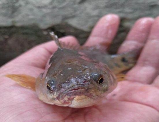 河边钓鱼钓了一条红唇鱼没有水也能走最怪的是嘴巴里有红片