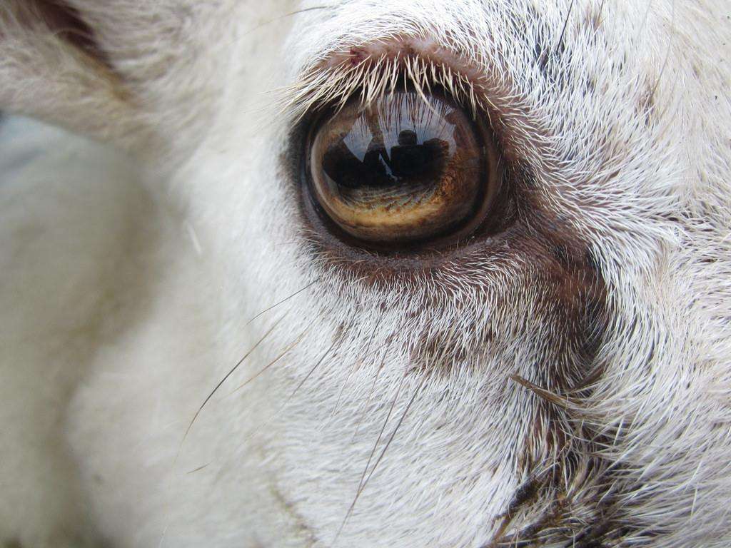 眼睛看不到却能根据周围环境变色桦尺蠖靠什么看这个世界