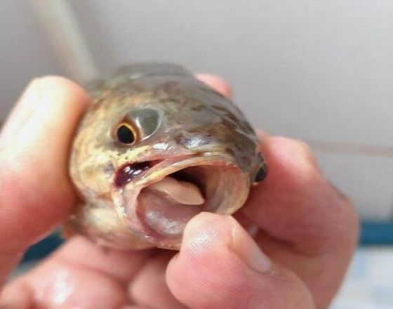 河边钓鱼钓了一条红唇鱼没有水也能走最怪的是嘴巴里有红片