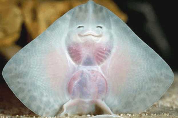 魔鬼鱼|鱼|画风_新浪新闻