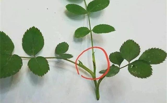 春天月季长出"这种"枝条赶紧剪了,留着也不开花,浪费营养