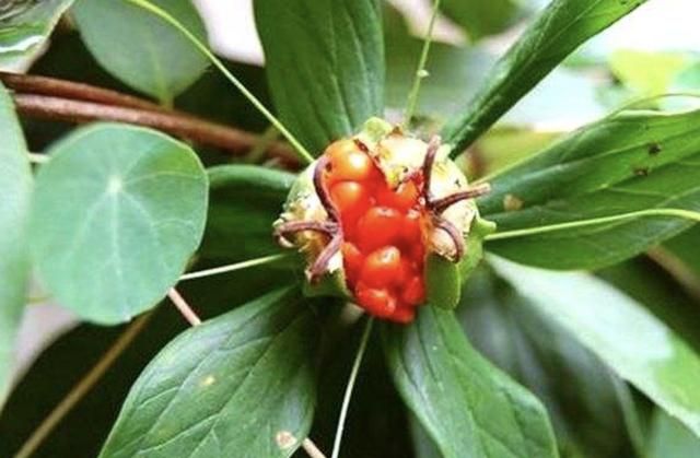 1种野草有7片叶子,人称"七叶莲",价值堪比人参,珍贵,值钱