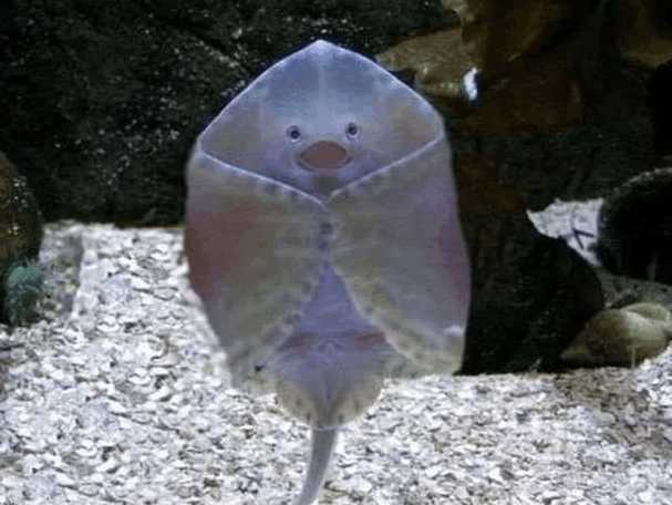 魔鬼鱼|鱼|画风_新浪新闻