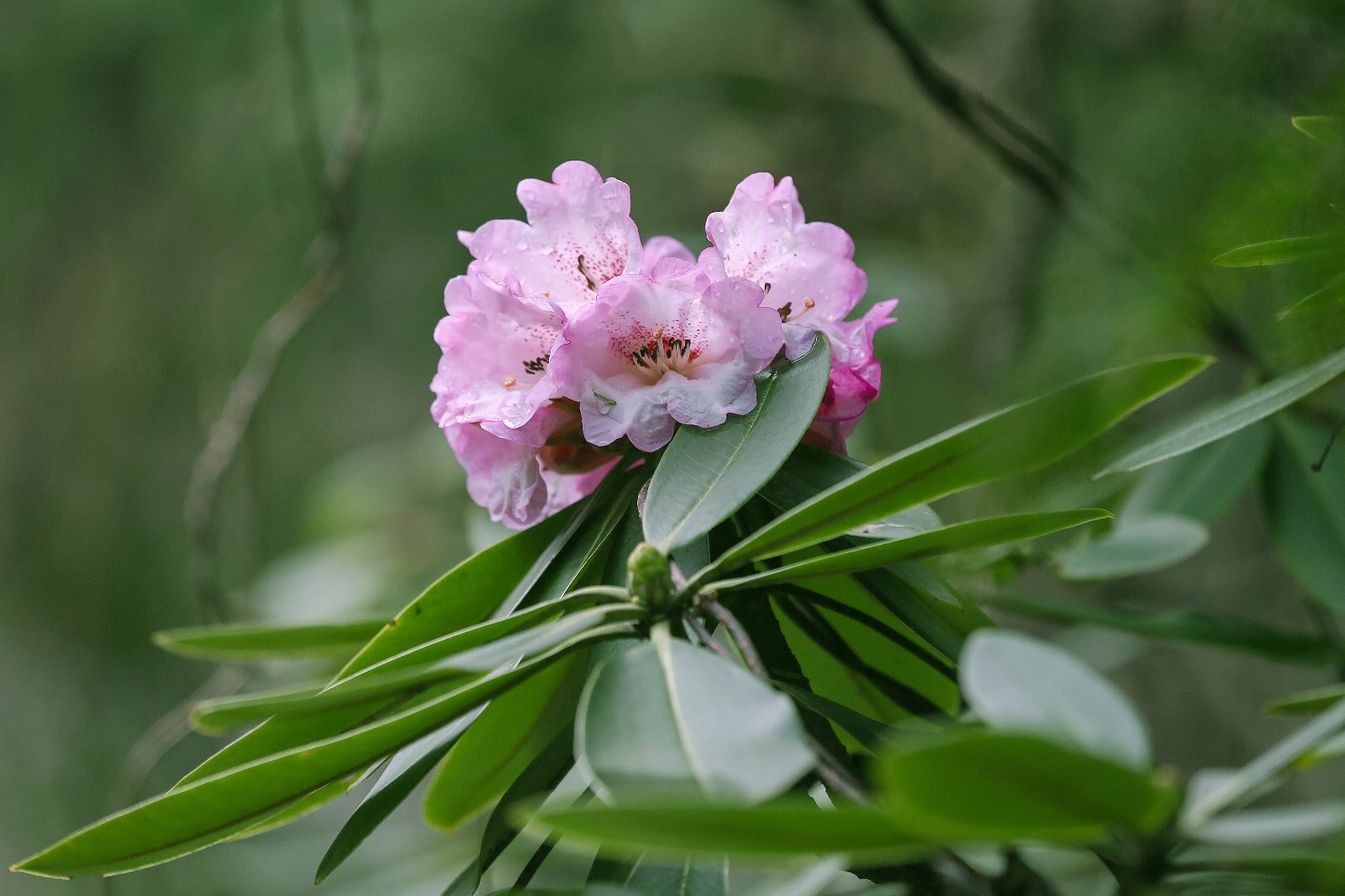 清明小长假指南|人间最美四月天 看尽春色木王山|杜鹃|木王森林公园